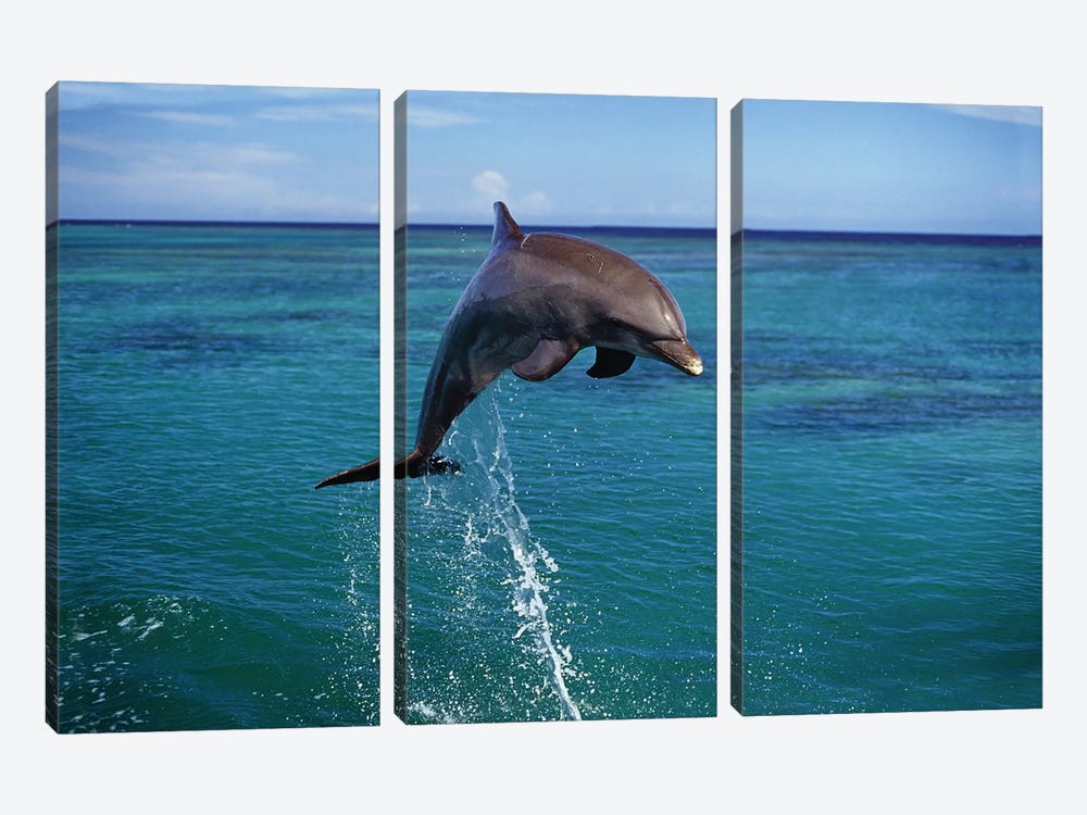An Atlantic Bottlenose Dolphin, Tursiops Truncatus, Leaps Into The Caribbean Air, Roatan, Honduras by David Fleetham 3-piece Canvas Print