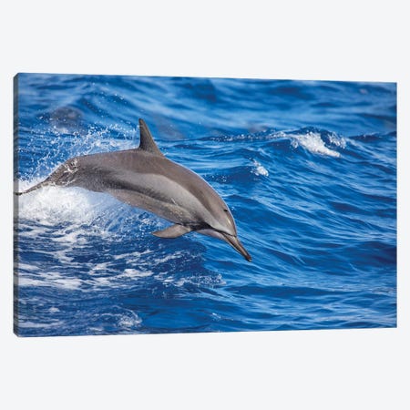 A Spinner Dolphin Leaps Out Of The Pacific Ocean Off Hawaii Canvas Print #DFH13} by David Fleetham Canvas Artwork