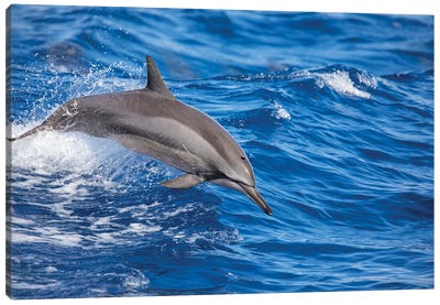 A Spinner Dolphin Leaps Out Of The Pacific Ocean Off Hawaii Canvas Art Print