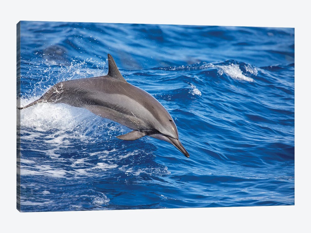 A Spinner Dolphin Leaps Out Of The Pacific Ocean Off Hawaii by David Fleetham 1-piece Canvas Artwork