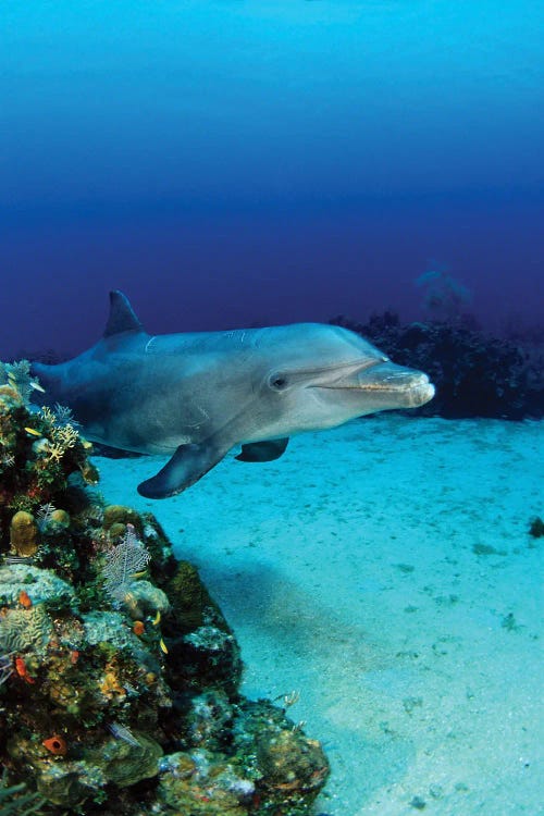 An Atlantic Bottlenose Dolphin, Tursiops Truncatus, On A Caribbean Reef, Roatan, Honduras