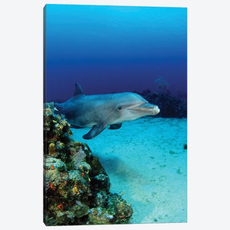 An Atlantic Bottlenose Dolphin, Tursiops Truncatus, On A Caribbean Reef, Roatan, Honduras Canvas Print #DFH140} by David Fleetham Canvas Art Print