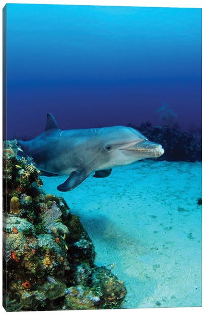 An Atlantic Bottlenose Dolphin, Tursiops Truncatus, On A Caribbean Reef, Roatan, Honduras Canvas Art Print - Honduras