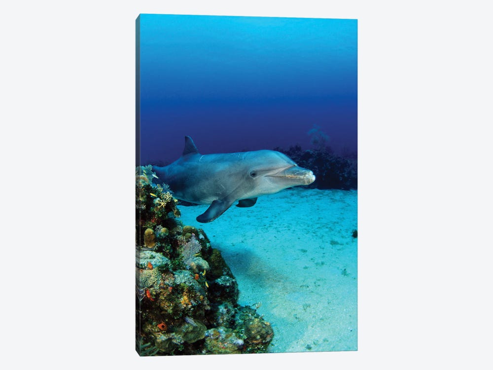 An Atlantic Bottlenose Dolphin, Tursiops Truncatus, On A Caribbean Reef, Roatan, Honduras by David Fleetham 1-piece Canvas Print