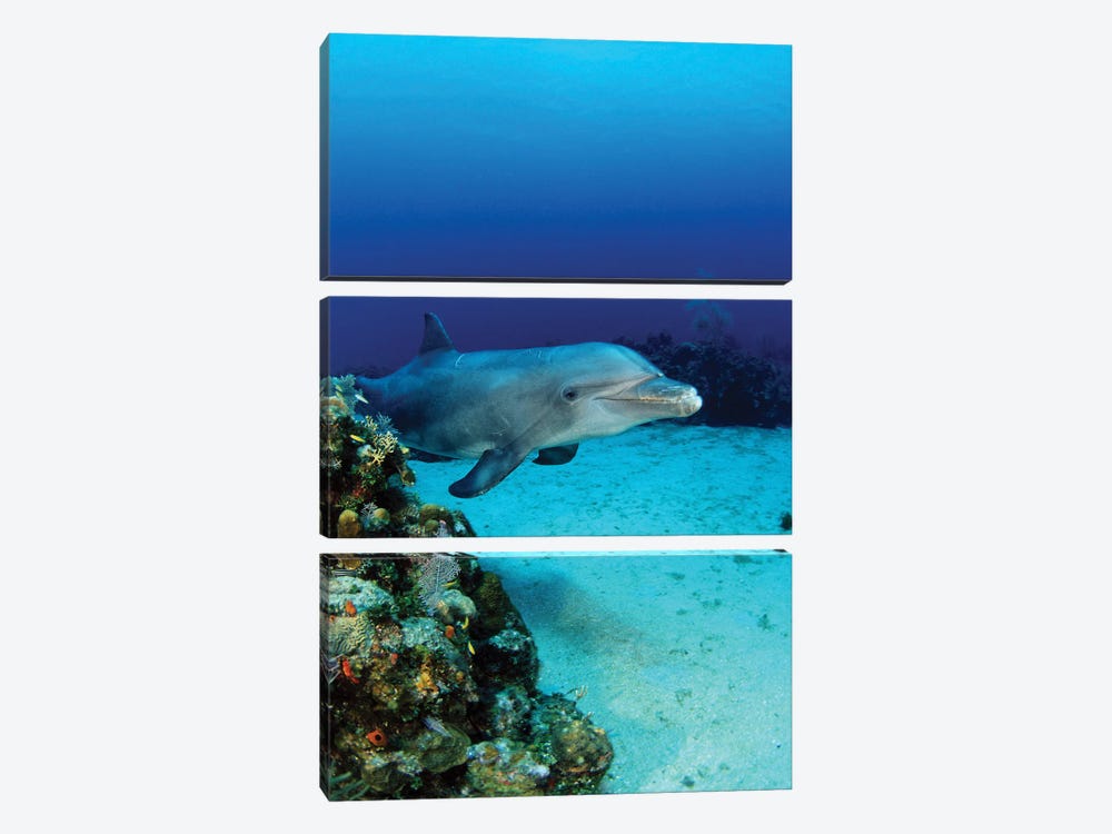 An Atlantic Bottlenose Dolphin, Tursiops Truncatus, On A Caribbean Reef, Roatan, Honduras by David Fleetham 3-piece Art Print