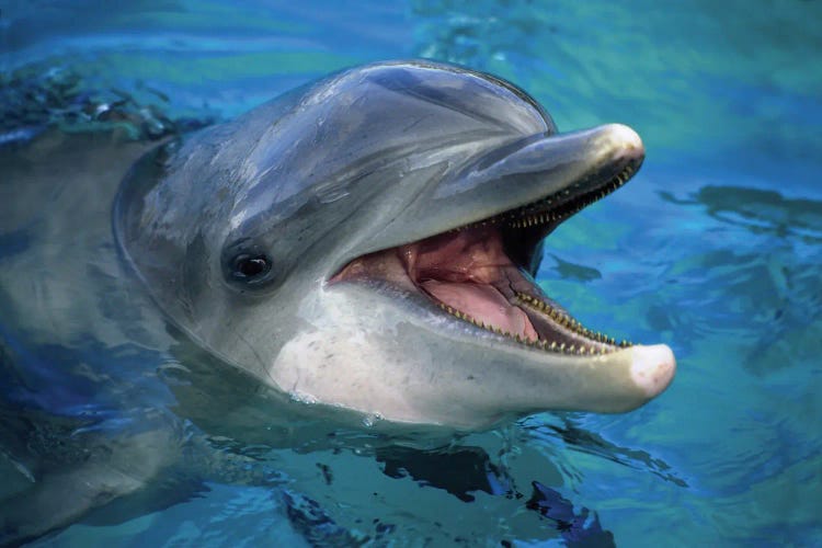 An Atlantic Bottlenose Dolphin, Tursiops Truncatus, Peaks Its Head Above Water I