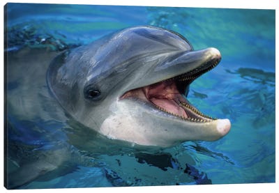 An Atlantic Bottlenose Dolphin, Tursiops Truncatus, Peaks Its Head Above Water I Canvas Art Print - Dolphin Art