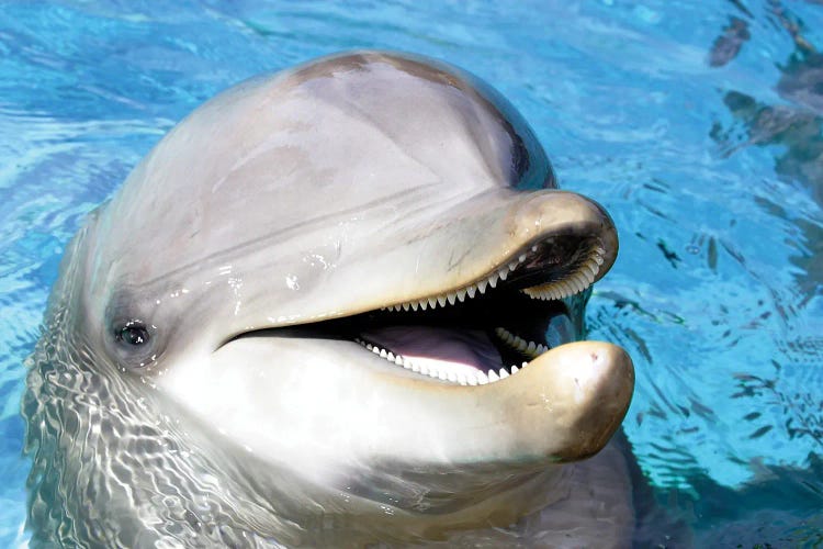 An Atlantic Bottlenose Dolphin, Tursiops Truncatus, Peaks Its Head Above Water II