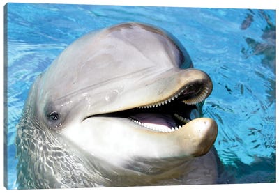 An Atlantic Bottlenose Dolphin, Tursiops Truncatus, Peaks Its Head Above Water II Canvas Art Print - Dolphin Art