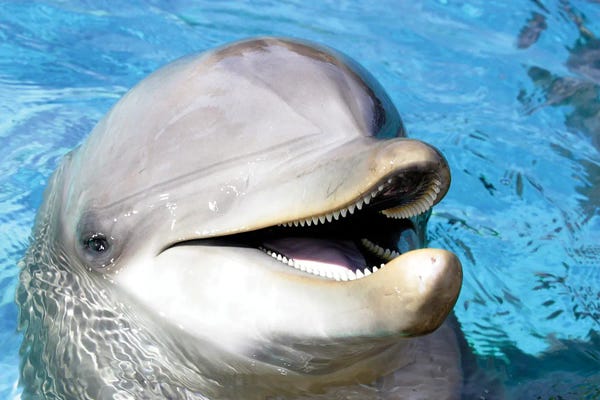 An Atlantic Bottlenose Dolphin Peaks Its Head Above Water II
