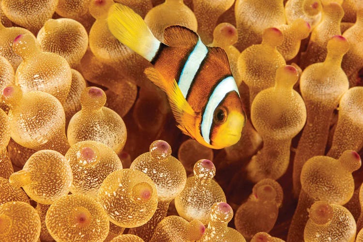 An Orange-Fin Anemonefish, Amphiprion Chrysopterus, Hiding In It's Host Anemone, Philippines by David Fleetham wall art