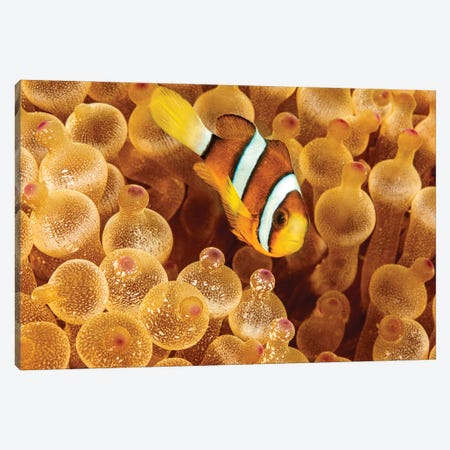 An Orange-Fin Anemonefish, Amphiprion Chrysopterus, Hiding In It's Host Anemone, Philippines Canvas Print #DFH143} by David Fleetham Art Print