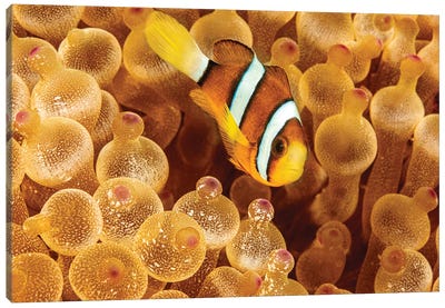 An Orange-Fin Anemonefish, Amphiprion Chrysopterus, Hiding In It's Host Anemone, Philippines Canvas Art Print - David Fleetham