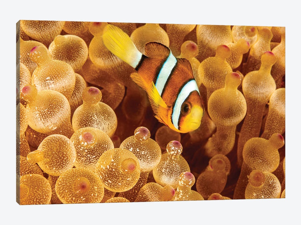 An Orange-Fin Anemonefish, Amphiprion Chrysopterus, Hiding In It's Host Anemone, Philippines by David Fleetham 1-piece Canvas Artwork
