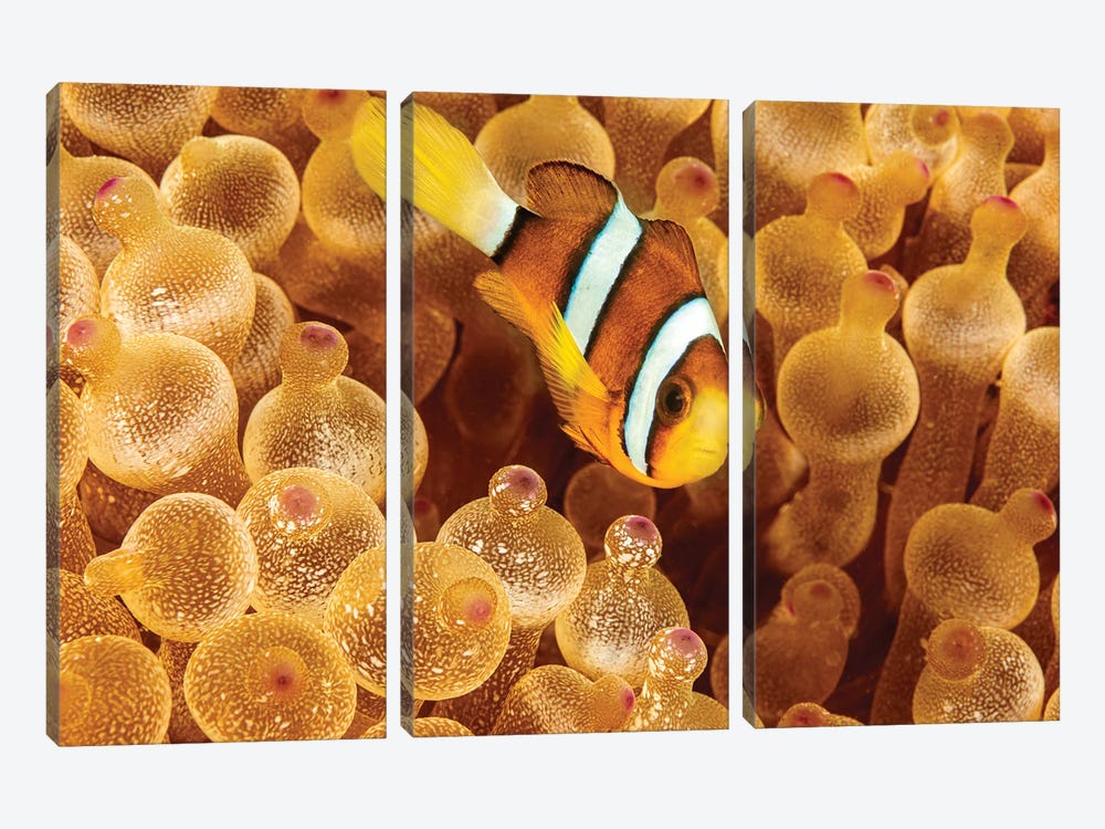An Orange-Fin Anemonefish, Amphiprion Chrysopterus, Hiding In It's Host Anemone, Philippines by David Fleetham 3-piece Canvas Wall Art