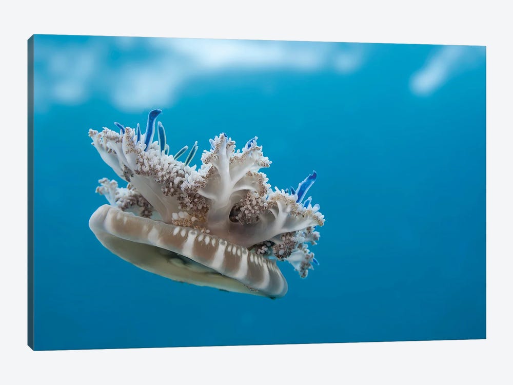 An Upside-Down Jellyfish (Cassiopea Xamachana), Florida, Usa by David Fleetham 1-piece Canvas Print
