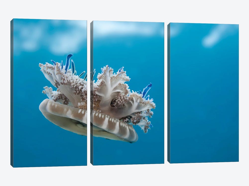 An Upside-Down Jellyfish (Cassiopea Xamachana), Florida, Usa by David Fleetham 3-piece Art Print