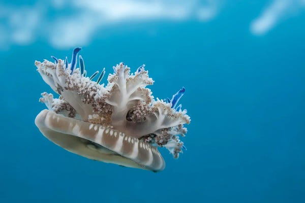 David Fleetham: An Upside-Down Jellyfish (Cassiopea Xamachana), Florida, Usa by David Fleetham