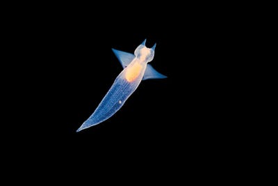 At Less Than An Inch In Length, This Sea Angel, Clione Limacina, Feeds On Smaller Plankton by David Fleetham canvas print