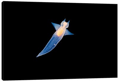 At Less Than An Inch In Length, This Sea Angel, Clione Limacina, Feeds On Smaller Plankton Canvas Art Print - David Fleetham