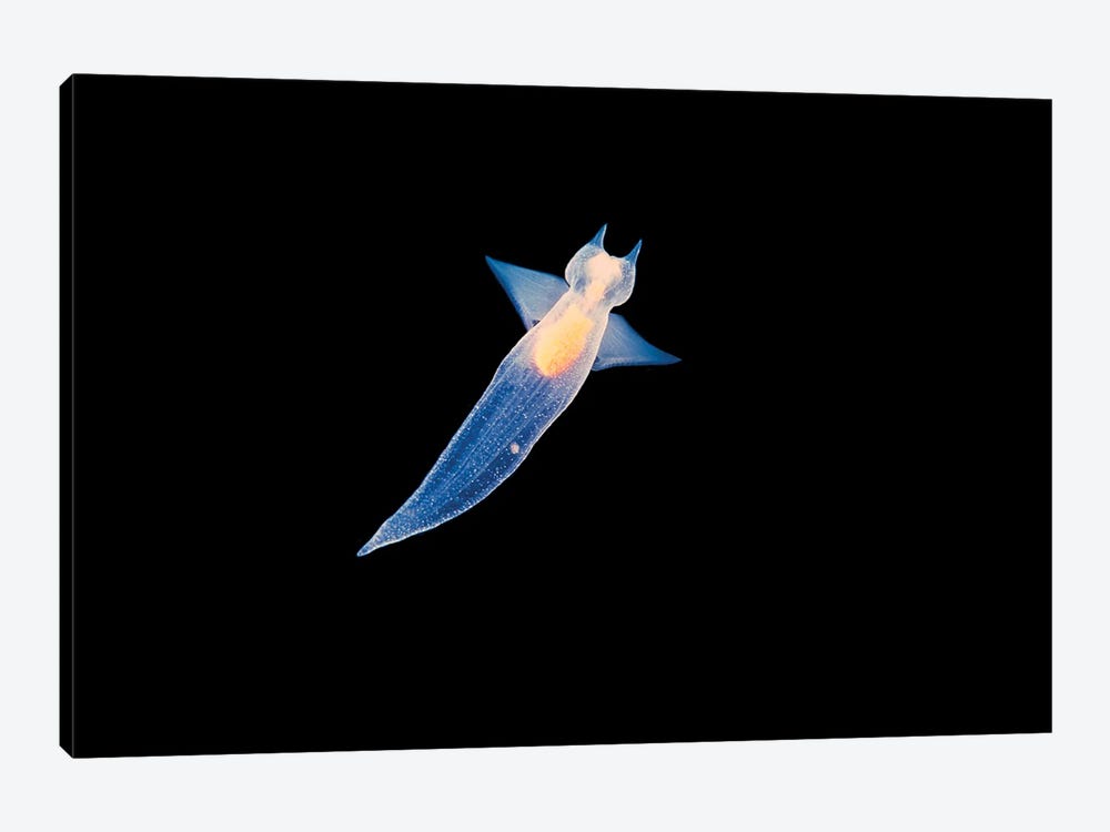 At Less Than An Inch In Length, This Sea Angel, Clione Limacina, Feeds On Smaller Plankton by David Fleetham 1-piece Canvas Wall Art