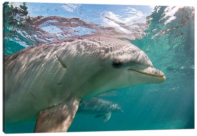 Atlantic Bottlenose Dolphin, Tursiops Truncatus, Curacao, Netherlands Antilles, Caribbean Canvas Art Print - David Fleetham