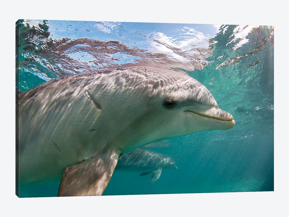Atlantic Bottlenose Dolphin, Tursiops Truncatus, Curacao, Netherlands Antilles, Caribbean by David Fleetham 1-piece Art Print