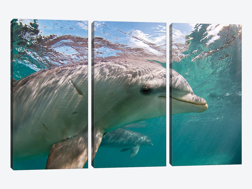 Atlantic Bottlenose Dolphin, Tursiops Truncatus, Curacao, Netherlands Antilles, Caribbean by David Fleetham 3-piece Canvas Print
