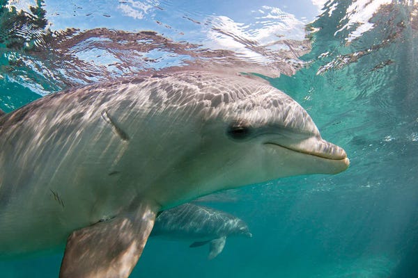 David Fleetham: Atlantic Bottlenose Dolphin, Tursiops Truncatus, Curacao, Netherlands Antilles, Caribbean by David Fleetham