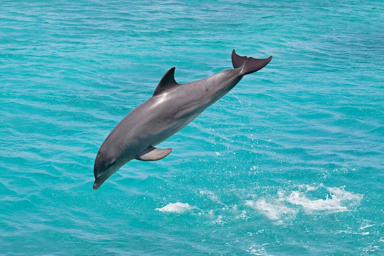 Atlantic Bottlenose Dolphin, Tursiops Truncatus, Leaps From The Ocean Off Curacao I