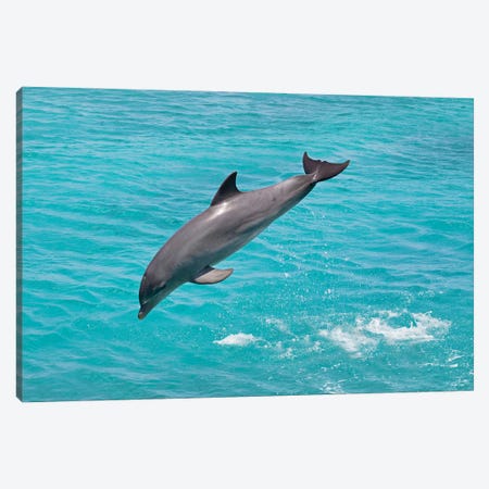 Atlantic Bottlenose Dolphin, Tursiops Truncatus, Leaps From The Ocean Off Curacao I Canvas Print #DFH147} by David Fleetham Canvas Art