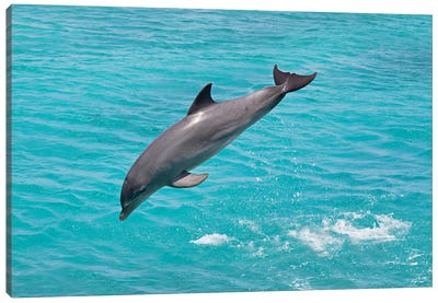 Atlantic Bottlenose Dolphin, Tursiops Truncatus, Leaps From The Ocean Off Curacao I Canvas Art Print - Dolphin Art