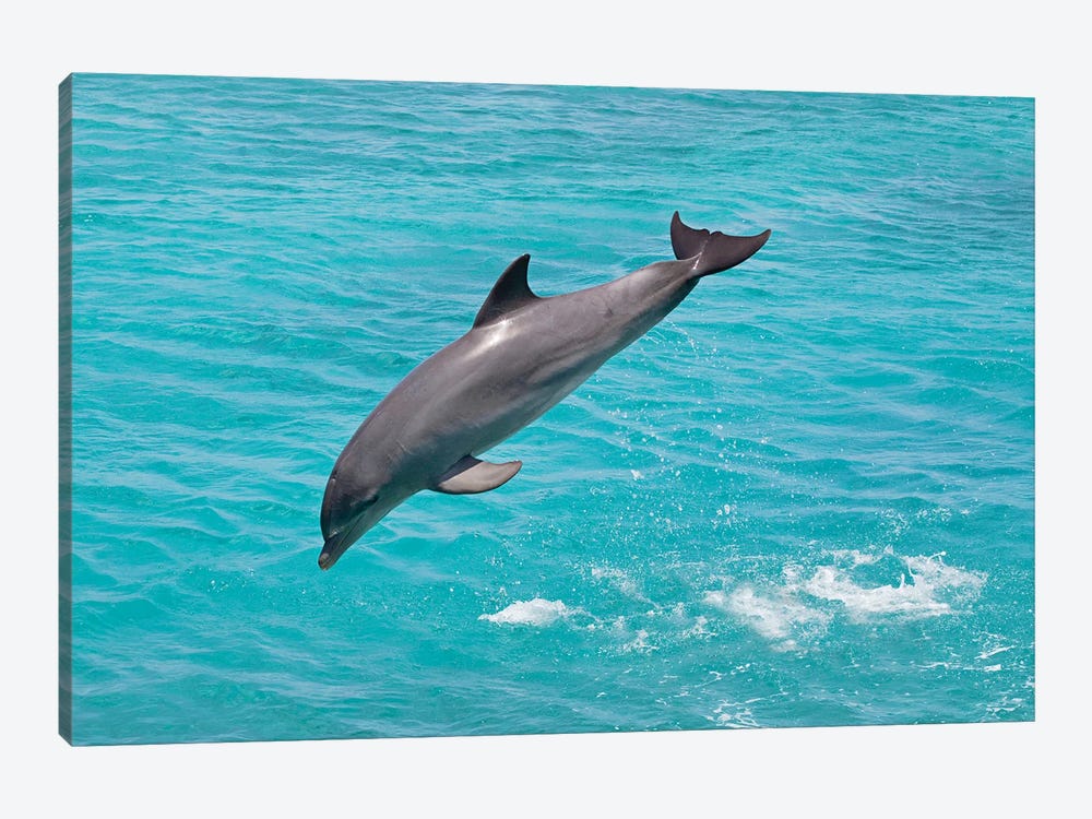 Atlantic Bottlenose Dolphin, Tursiops Truncatus, Leaps From The Ocean Off Curacao I by David Fleetham 1-piece Canvas Artwork
