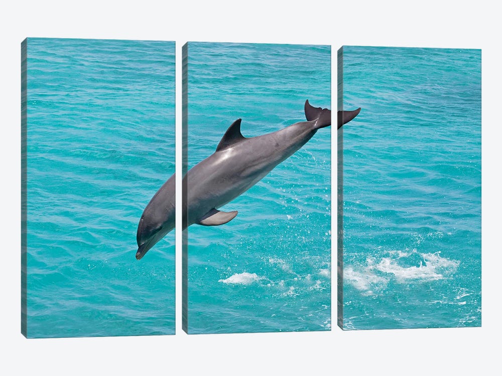 Atlantic Bottlenose Dolphin, Tursiops Truncatus, Leaps From The Ocean Off Curacao I by David Fleetham 3-piece Canvas Artwork
