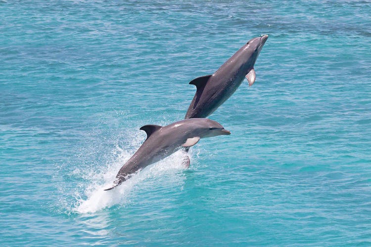 Atlantic Bottlenose Dolphin, Tursiops Truncatus, Leaps From The Ocean Off Curacao II