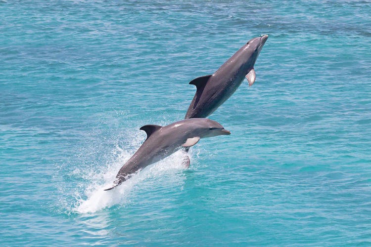 Atlantic Bottlenose Dolphin II, Tursiops Truncatus, Leaps From The Ocean Off Curacao