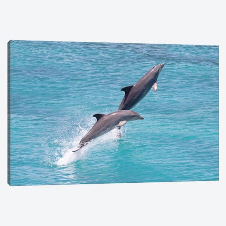 Atlantic Bottlenose Dolphin, Tursiops Truncatus, Leaps From The Ocean Off Curacao II Canvas Print #DFH148} by David Fleetham Art Print