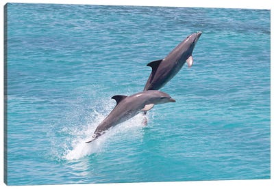 Atlantic Bottlenose Dolphin, Tursiops Truncatus, Leaps From The Ocean Off Curacao II Canvas Art Print - Dolphin Art