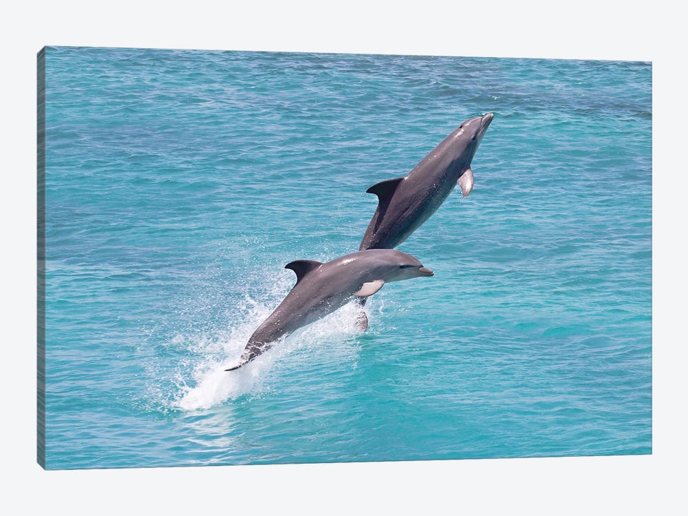 Atlantic Bottlenose Dolphin, Tursiops Truncatus, Leaps From The Ocean Off Curacao II by David Fleetham 1-piece Art Print