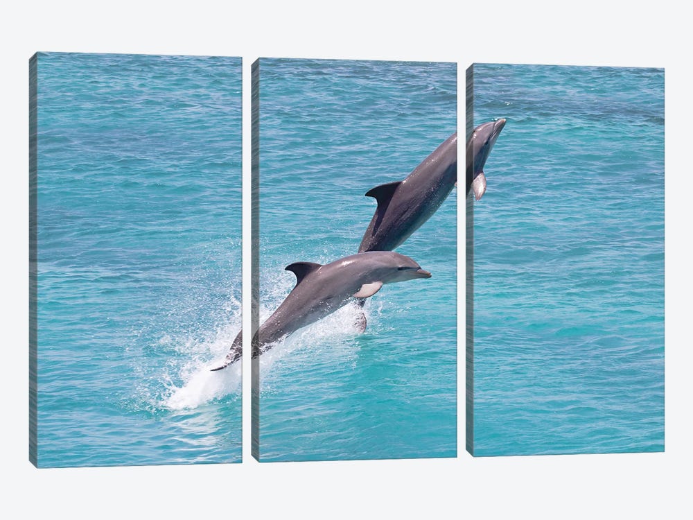 Atlantic Bottlenose Dolphin, Tursiops Truncatus, Leaps From The Ocean Off Curacao II by David Fleetham 3-piece Art Print