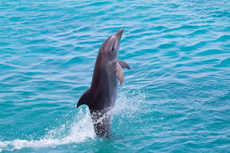 Atlantic Bottlenose Dolphin III, Tursiops Truncatus, Leaps From The Ocean Off Curacao