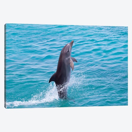 Atlantic Bottlenose Dolphin, Tursiops Truncatus, Leaps From The Ocean Off Curacao III Canvas Print #DFH149} by David Fleetham Canvas Print