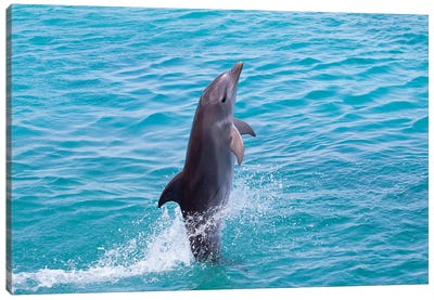Atlantic Bottlenose Dolphin, Tursiops Truncatus, Leaps From The Ocean Off Curacao III Canvas Art Print - Dolphin Art