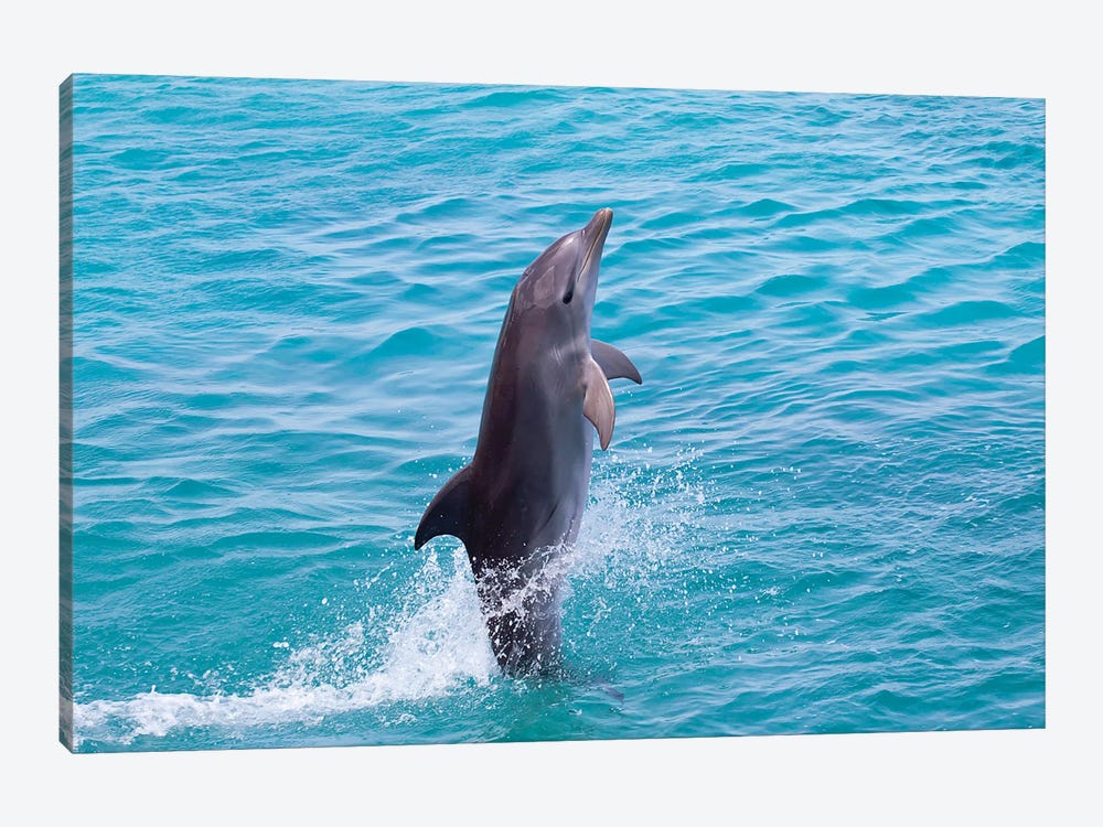 Atlantic Bottlenose Dolphin, Tursiops Truncatus, Leaps From The Ocean Off Curacao III by David Fleetham 1-piece Canvas Artwork