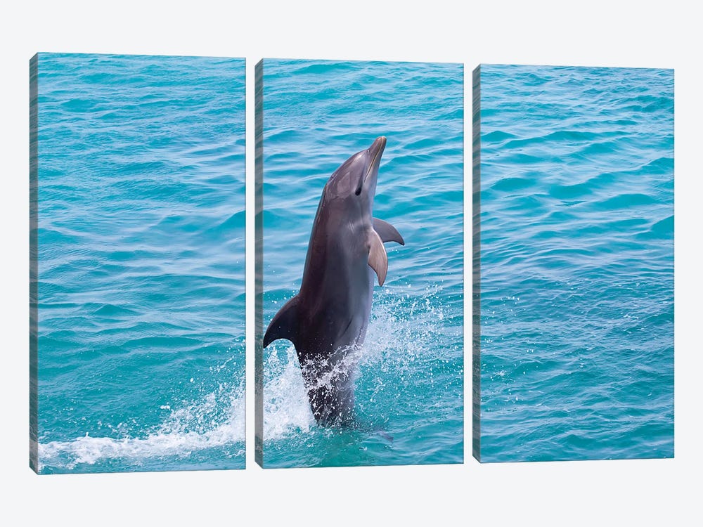Atlantic Bottlenose Dolphin, Tursiops Truncatus, Leaps From The Ocean Off Curacao III by David Fleetham 3-piece Canvas Art