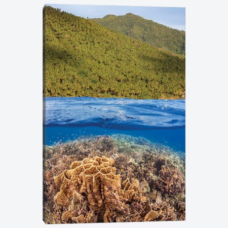 A Split Scene With A Shallow Hard Coral Reef Below And Palm Tree Filled Island Above, Philippines Canvas Print #DFH14} by David Fleetham Canvas Art Print