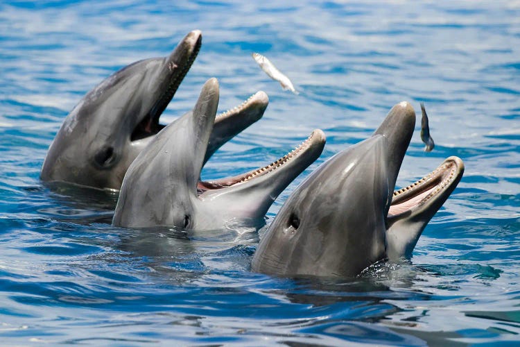 Atlantic Bottlenose Dolphins, Tursiops Truncatus, Feeding On Small Fish