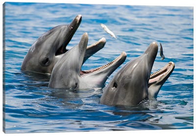 Atlantic Bottlenose Dolphins, Tursiops Truncatus, Feeding On Small Fish Canvas Art Print - Dolphin Art