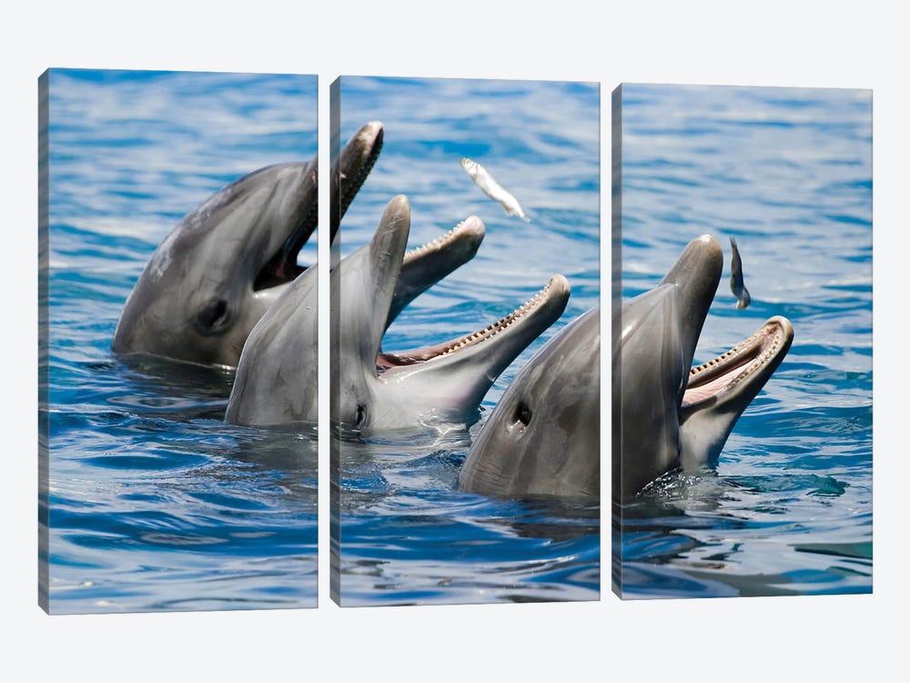 Atlantic Bottlenose Dolphins, Tursiops Truncatus, Feeding On Small Fish by David Fleetham 3-piece Canvas Artwork