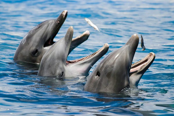 David Fleetham: Atlantic Bottlenose Dolphins, Tursiops Truncatus, Feeding On Small Fish by David Fleetham